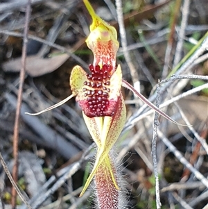 Caladenia actensis at suppressed - suppressed