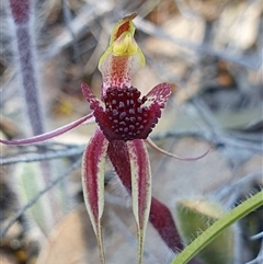 Caladenia actensis at suppressed - suppressed