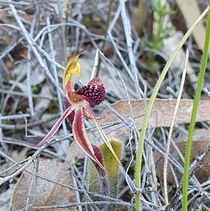 Caladenia actensis at suppressed - suppressed