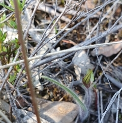 Caladenia actensis at suppressed - suppressed