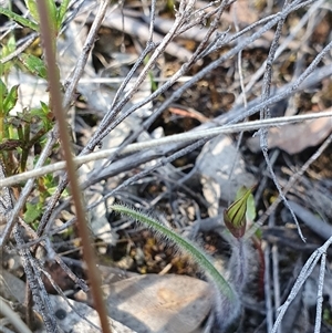 Caladenia actensis at suppressed - suppressed