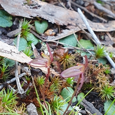 Cyrtostylis reniformis (Common Gnat Orchid) at  - suppressed by Bubbles