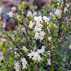 Cryptandra amara (Bitter Cryptandra) at Bombay, NSW - 20 Sep 2025 by MatthewFrawley