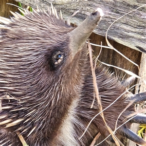 Tachyglossus aculeatus (Short-beaked Echidna) at Braidwood, NSW - 20 Sep 2025 by MatthewFrawley