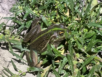 Litoria raniformis (Southern Bell Frog) by JamieNariNari