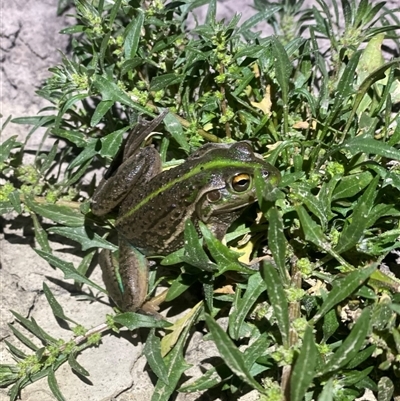 Litoria raniformis (Southern Bell Frog) at  - suppressed by JamieNariNari