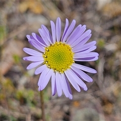 Brachyscome spathulata (Coarse Daisy, Spoon-leaved Daisy) at Bombay, NSW - 20 Sep 2025 by MatthewFrawley