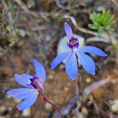 Caladenia caerulea (Blue Fingers, Blue Fairies) at Bombay, NSW - 20 Sep 2025 by MatthewFrawley