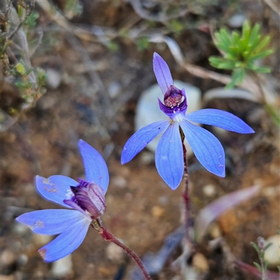 Caladenia caerulea (Blue Fingers, Blue Fairies) at Bombay, NSW - 20 Sep 2025 by MatthewFrawley