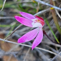 Caladenia fuscata (Dusky Fingers) at Bombay, NSW - 20 Sep 2025 by MatthewFrawley