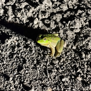 Litoria raniformis (Southern Bell Frog) by JamieNariNari