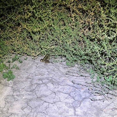 Litoria raniformis (Southern Bell Frog) at  - suppressed by JamieNariNari