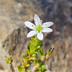 Rhytidosporum procumbens (White Marianth) at Bombay, NSW - 20 Sep 2025 by MatthewFrawley