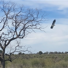 Icthyophaga leucogaster (White-bellied Sea-Eagle) at Hay South, NSW - 29 Feb 2020 by JamieNariNari