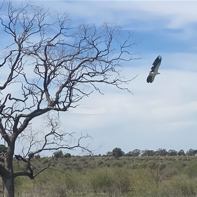 Icthyophaga leucogaster (White-bellied Sea-Eagle) at Hay South, NSW - 29 Feb 2020 by JamieNariNari