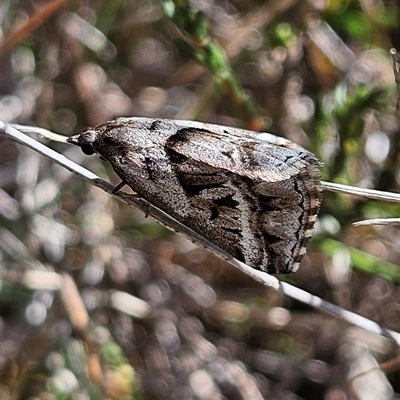 Dichromodes stilbiata (White-barred Heath Moth) at Bombay, NSW - 20 Sep 2025 by MatthewFrawley