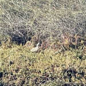 Botaurus poiciloptilus (Australasian Bittern) at Maude, NSW - 11 May 2023 by JamieNariNari