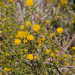 Acacia brownii (Heath Wattle) at Bombay, NSW - 20 Sep 2025 by MatthewFrawley
