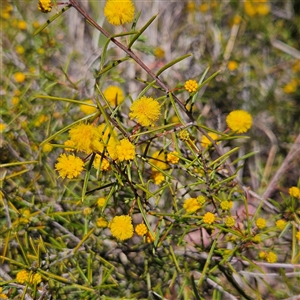 Acacia brownii (Heath Wattle) at Bombay, NSW - 20 Sep 2025 by MatthewFrawley