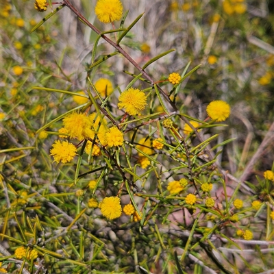 Acacia brownii (Heath Wattle) at Bombay, NSW - 20 Sep 2025 by MatthewFrawley