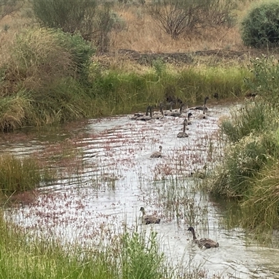 Cygnus atratus (Black Swan) at Hay South, NSW - 23 Oct 2020 by JamieNariNari