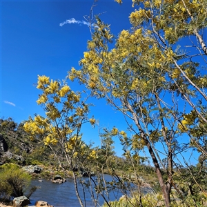 Acacia dealbata subsp. dealbata (Silver Wattle) at Bombay, NSW - 20 Sep 2025 by MatthewFrawley