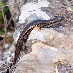Eulamprus quoyii (Eastern Water Skink) at Bundanoon, NSW - 20 Sep 2025 by Aussiegall
