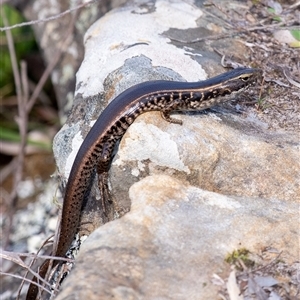 Eulamprus quoyii (Eastern Water Skink) at Bundanoon, NSW - 20 Sep 2025 by Aussiegall