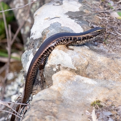 Eulamprus quoyii (Eastern Water Skink) at Bundanoon, NSW - 20 Sep 2025 by Aussiegall