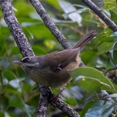 Sericornis frontalis (White-browed Scrubwren) at Bundanoon, NSW - 20 Sep 2025 by Aussiegall