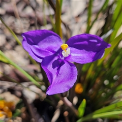 Patersonia sericea var. sericea (Silky Purple-flag) at Bombay, NSW - 20 Sep 2025 by MatthewFrawley