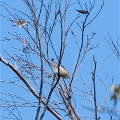 Pardalotus striatus (Striated Pardalote) at Bundanoon, NSW - 20 Sep 2025 by Aussiegall