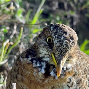 Pedionomus torquatus (Plains-Wanderer) at Maude, NSW - 28 May 2024 by JamieNariNari