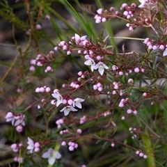 Boronia (genus) at Bundanoon, NSW - 20 Sep 2025 by Aussiegall
