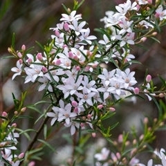 Eriostemon australasius (Pink Wax Flower) at Bundanoon, NSW - 20 Sep 2025 by Aussiegall