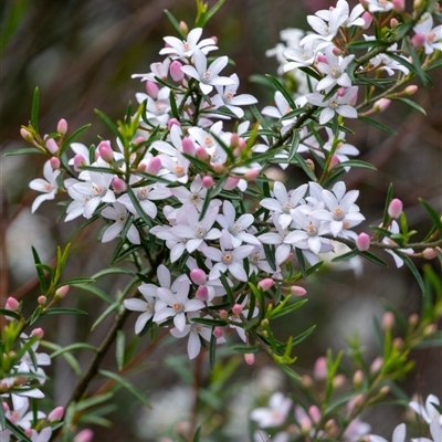 Eriostemon australasius (Pink Wax Flower) at Bundanoon, NSW - 20 Sep 2025 by Aussiegall