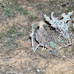 Pedionomus torquatus (Plains-Wanderer) at Hay South, NSW - 28 Apr 2023 by JamieNariNari