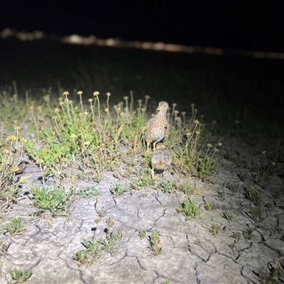Pedionomus torquatus (Plains-Wanderer) at Maude, NSW - 13 Sep 2022 by JamieNariNari