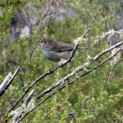 Acanthiza pusilla (Brown Thornbill) at Bundanoon, NSW - 20 Sep 2025 by Aussiegall