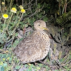 Pedionomus torquatus (Plains-Wanderer) at Maude, NSW - 1 Sep 2022 by JamieNariNari