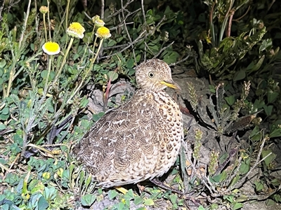 Pedionomus torquatus (Plains-Wanderer) at Maude, NSW - 1 Sep 2022 by JamieNariNari