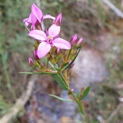 Boronia (genus) at Bundanoon, NSW - 20 Sep 2025 by Aussiegall