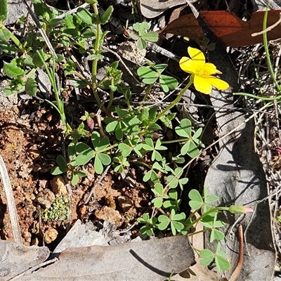 Oxalis (genus) (Wood Sorrel) at Hawker, ACT - 20 Sep 2025 by sangio7