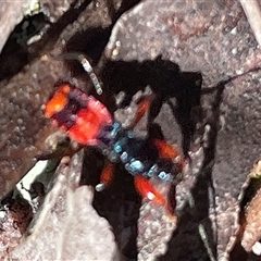 Unverified Assassin bug (Reduviidae) at Bruce, ACT - 20 Sep 2025 by Lisa.Jok