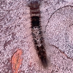 Euproctis baliolalis (Browntail Gum Moth) at Aranda, ACT - 20 Sep 2025 by Lisa.Jok