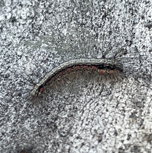 Anestia (genus) (A tiger moth) at Aranda, ACT - 20 Sep 2025 by Lisa.Jok