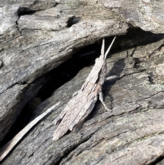 Coryphistes ruricola (Bark-mimicking Grasshopper) at Bruce, ACT - 20 Sep 2025 by Lisa.Jok