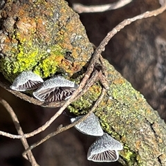 Resupinatus at Aranda, ACT - 20 Sep 2025 by Lisa.Jok