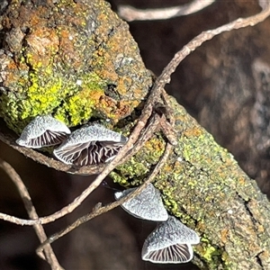 Resupinatus at Aranda, ACT - 20 Sep 2025 by Lisa.Jok