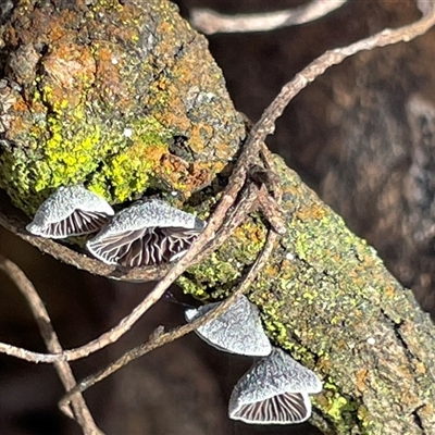 Resupinatus at Aranda, ACT - 20 Sep 2025 by Lisa.Jok